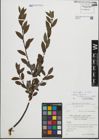 Foto von Salix foetida Schleich. ex DC. x Salix waldsteiniana Willd.